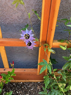 San Laura Solid Redwood Planter with Integrated Trellis