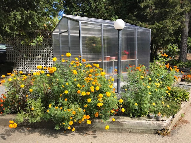 Palmetto 8' x 10' Greenhouse by Janco