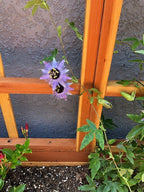 San Laura Solid Redwood Planter with Integrated Trellis
